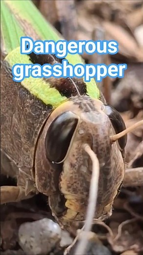 A grasshopper a species of locust or a large grasshopper