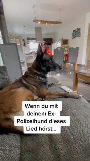 Funny Malinois Police Dog Reacts to Drug Bust