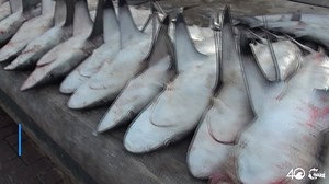 9.5M views · 2K reactions | Join us in supporting Shark Conservation with our Limited Edition Shark Bracelet. Each purchase pulls a pound of trash and helps Project AWARE® with their ongoing efforts to save the Sharks! | 4ocean | Facebook