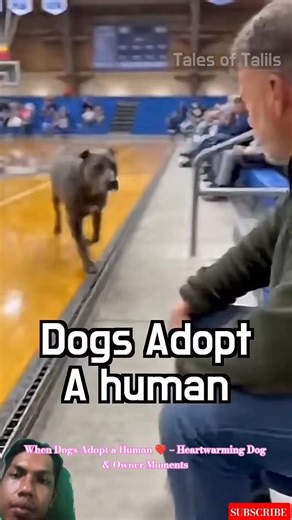 When Dogs Adopt a Human ❤️ – Heartwarming Dog & Owner Moments #love #dog #lovedogs #loyaldog