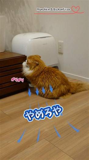 【マンチカン】ちょうどよい爪研ぎをみつけてしまった女王猫 【犬と猫、両方飼ってると毎日かわいい♥】