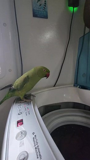 5.1K views · 109 reactions | always with the washing machine #parrot #birdsofreels #adorable #petsofreels #talkingparrot #cute #comedy #birds #pet #parrotlife | Megan | Facebook