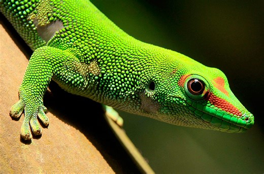 Watch a Giant Day Gecko shedding, and eating, its skin