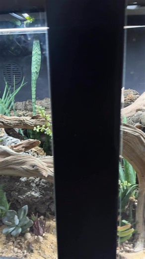 8x2x2’ Desert Vivarium #everevolvingexotics #reptileshop #tucson #arizona #reptiles | Ever Evolving Exotics