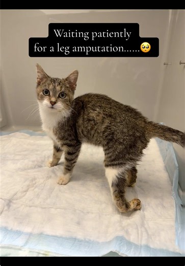Trippy is patiently waiting for a long overdue leg amputation 🥺 She is a very petite 8 month old kitten who was born with a leg deformity 💔 She has adapted in some very strange ways in order to walk, and we will be happy when we can finally get her feeling better and running around as a tripod kitten! Southern Ohio has very limited resources for cats, so often times they do not receive the medical care they desperately need 🥺 Please consider donating towards Trippy’s surgery so we can keep he