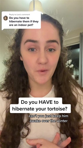 Tortoise Hibernation: Indoor Pet Care Guide