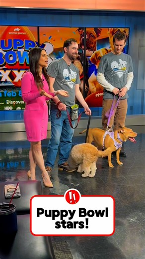 Thanks to Puppy Bowl stars Lobster Roll and Auggie and their friends from the Animal Refuge League of Greater Portland for visiting our studio today ahead of their big game. (📹 Scott McDonnell) https://www.wmtw.com/article/maine-dogs-in-puppy-bowl-lobster-roll-auggie/70249385 | WMTW-TV
