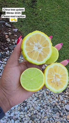 Growing Citrus Trees in Containers: Tips & Updates