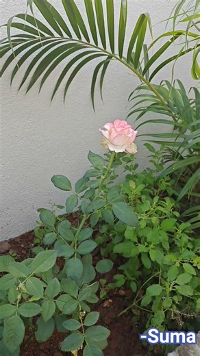 Ee gulabiyu Ninagagi by Suma #song #love #music