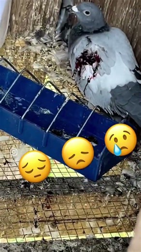 MINK ATTACK AFTERMATH #birdmen #helpmemakethismakesense #theothersideofmakebelieve #wildlife #death