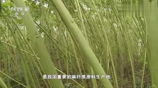 麻纤维是重要的纺织纤维之一，但是麻原料的收获却这么麻烦！