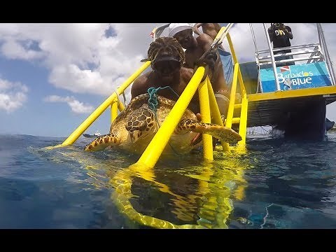 Sea Turtle Rescue - Female Hawksbill in Barbados