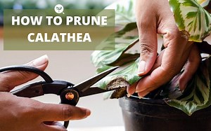 How to Prune Calathea Leaves: The Right Way to Trim Them
