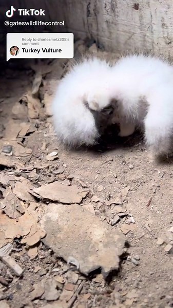 Baby Turkey Vulture Hatches!