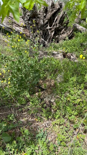 Gas station wildlife in Austin, Texas! #critters #wildlife #herping #nature #austintx #texas #rattlesnake | Wild Attractions