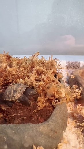 1K views · 118 reactions | Itty bitty box turtle works on his hunting skills #steve #boxturtle #easternboxturtle #box #turtle #herpitiles #herpetology #reptiles #turtle #nc #cltnc #clt #charlotte #cwcc #carolinawildlife #wildlife #wildliferehab | Carolina Wildlife Conservation Center | Facebook