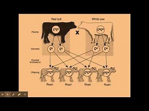 6.1.2 Patterns of inhertiance b) Codominance
