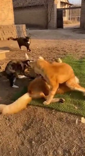 A Fox Tries to Eat a Chick but a Brave Cat Stops It! 🦊🐥🐱✨ #cute #kindnessiscool #cuteanimals