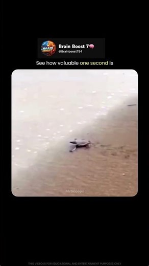For This Hatchling, Every Second Means Survival 🐢😳