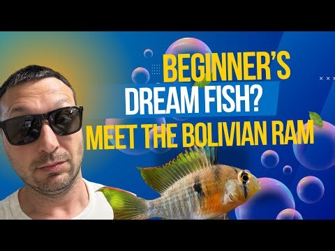 Bolivian Ram Cichlids Care Guide Feeding, Setup, and Behavior Tips