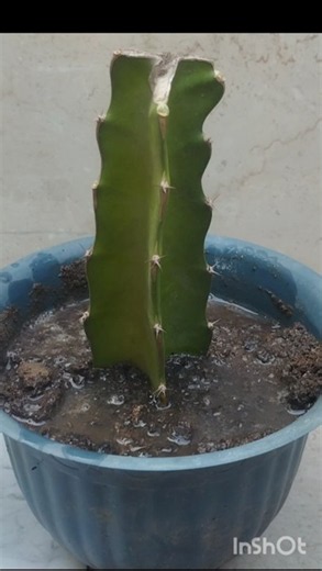 How to grow dragon fruit plant from cutting#shorts