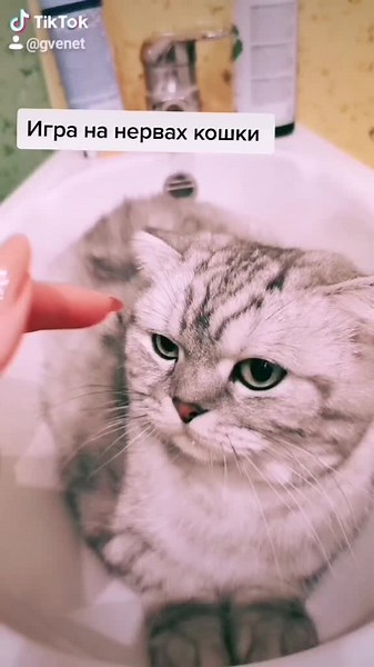 Моя любимая гитара #юмор #смешно #кошка #топ