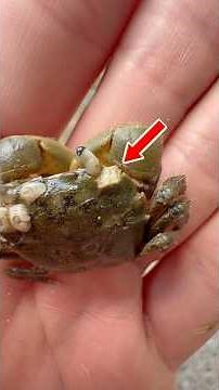 Rescuing INFESTED Crab From PARASITES! 😱 #animals #nature #shorts