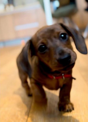BABY DACHSHUND ALERT 🚨 Two-Month-Old Nico Plays FETCH! (Cutest Puppy Ever)