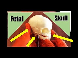 Fetal Skull