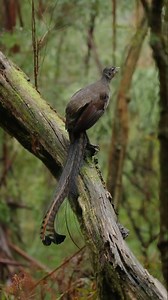 157K views · 2.8K reactions | How many bird calls can you hear in...