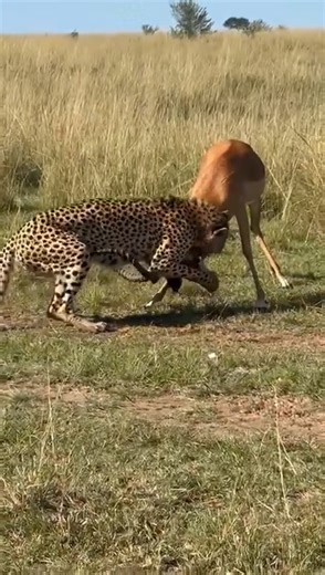 Cheetah Safaris | One of the most difficult stages of a cheetah's life is the transition from a protected cub to an independent predator. At eighteen months,... | Instagram