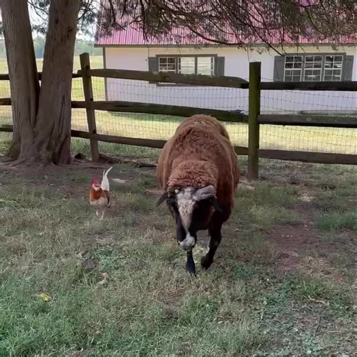 4.8K views · 337 reactions | Uno the little bantam rooster has a new...