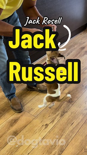 Jack Russell Terrier Training and Care Tips