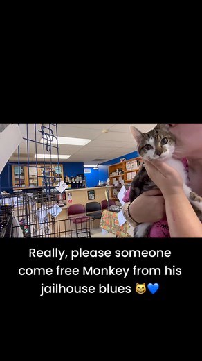 Monkey sings his jailhouse blues all the live long day and we are lowering his bond to $0! Come bail out this sweet sugary boy today! | Sheets Pet Adoption