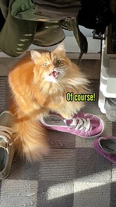 That was a silly question mom. 🧡 #gingercat #puddingthecat #talkingcat | The Oreo Cat