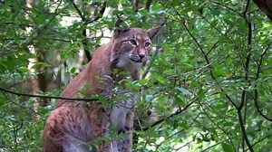 Lynx, Big Cat, Yawns. Free Stock Video