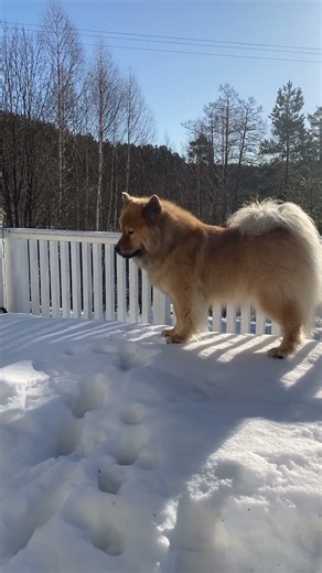 Finally. It’s time for spring again❤️❤️ #spring #tassen #vår #good #love #rejoiceinthelord #peace