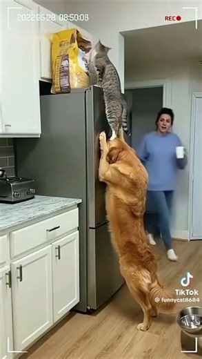 "These Funny Cats Will Make You Laugh Out Loud! 😹