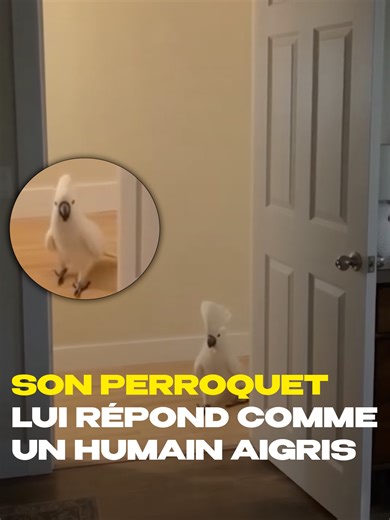 Avoir un perroquet : plaisir et fatigue au quotidien