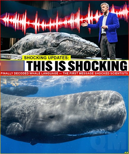 AI Finally Decoded Whale Language — The First Message Shocked Scientists - News