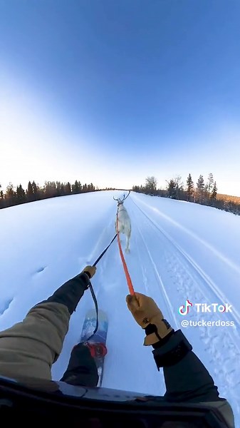 I rode a snowboard behind a reindeer and it was the coolest thing i have ever done😂. #snowboard #challenge #travel #comdey #cuteanimals