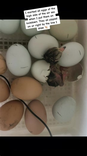I had never heard this before so had to try for myself. I’ll be marking them all from now on! #hatchingeggs #incubatingeggs #incubatingchickens #hatching #chickens #babychicks #hatchingtime #tipsandtricks #homesteader #foryou #backyardchickens #chickenfarm #hatchingegg