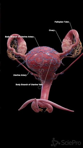 Uterus & Blood Supply in 3D | Vascular Anatomy