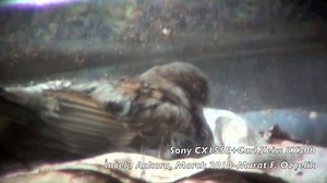 Carl Zeiss 8X30b Monocular-3