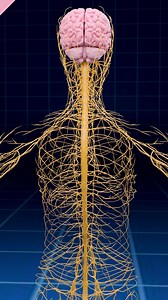 Your Brain as you've never seen it before 🧠 . . The human brain is a complex and intricate organ, often likened to a sophisticated LEGO model due to its modular structure and multifunctional components. Here’s a breakdown of its main parts and functions: 1. Major Regions of the Brain Cerebrum Structure: Largest part of the brain, divided into two hemispheres. Function: Responsible for higher functions such as thought, learning, and voluntary movement. Contains lobes: Frontal Lobe: Decision-maki