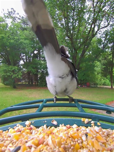 Blue Jay sneak attack!