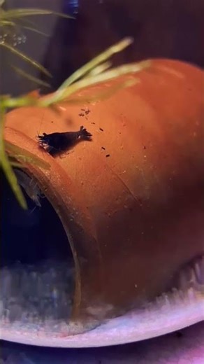 Beautiful Shrimp Fish Swimming in My Home Aquarium | Colorful Shrimp Fish | Peaceful Aquarium Pets