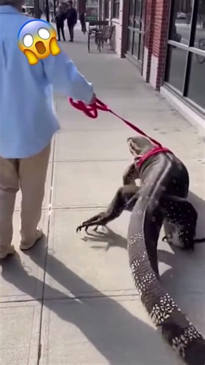 That’s A Weird Looking Dog! 😱 (Giant Lizard On A Leash) 🦎🏙️🐕