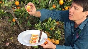 3.8K views · 128 reactions | The Dwarf Arnold Blood orange tree is a great choice for Australian Backyards. These oranges are only partly coloured up red and we discuss the conditions they need to thrive and what to do when first planting them. #Citrus #bloodorange #fruittrees #daleysfruit View All Orange Trees: https://www.daleysfruit.com.au/fruit%20pages/orange.htm | Daleys Fruit Tree Nursery | Facebook