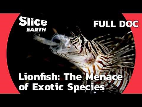 Lionfish Invasion: How This Exotic Species Took Over the Atlantic | SLICE EARTH | FULL DOCUMENTARY